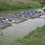 cage fish farming in Kenya