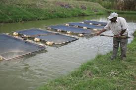 cage fish farming in Kenya