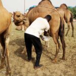 camel milk