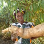 cassava 25kilo