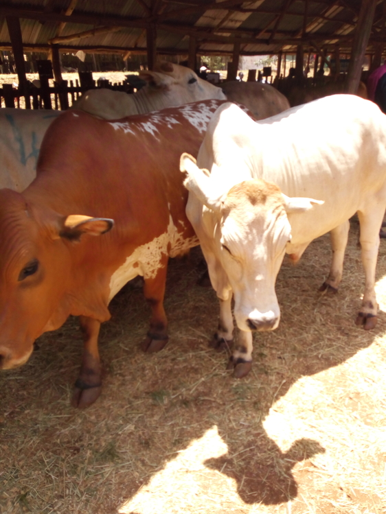 cattle livestock in kenya Zablon