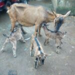 goat triplets