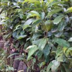 soursop seedlings