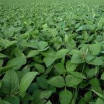 soybean farming