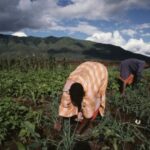 tr schaller web climate friendly agriculture farmers onion