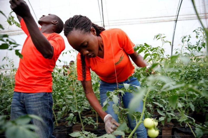 Africa Youth in agribusiness tomato