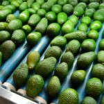 Avocado Farmers in kenya