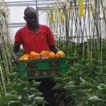 Geothermal Heated Greenhouse 4 bell peper
