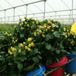 Horticulture flower