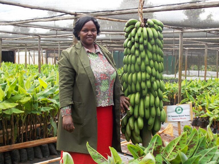 Kalro banana
