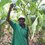 Muia Kusenga tree tomato