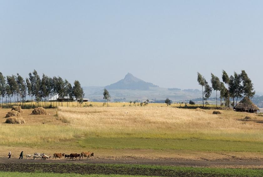 Nordic Green 5 by A. Davey On The Road To Simien Mountains National Park Ethiopia 1