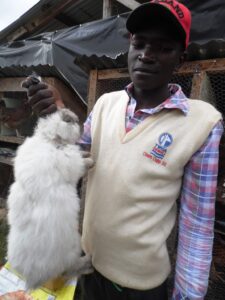 Rabbit machakos