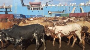 animals ready for export
