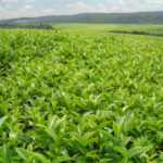 black tea farm