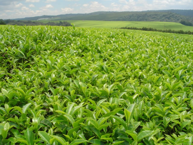 black tea farm