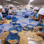 cashewnuts