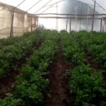 celery greenhouse