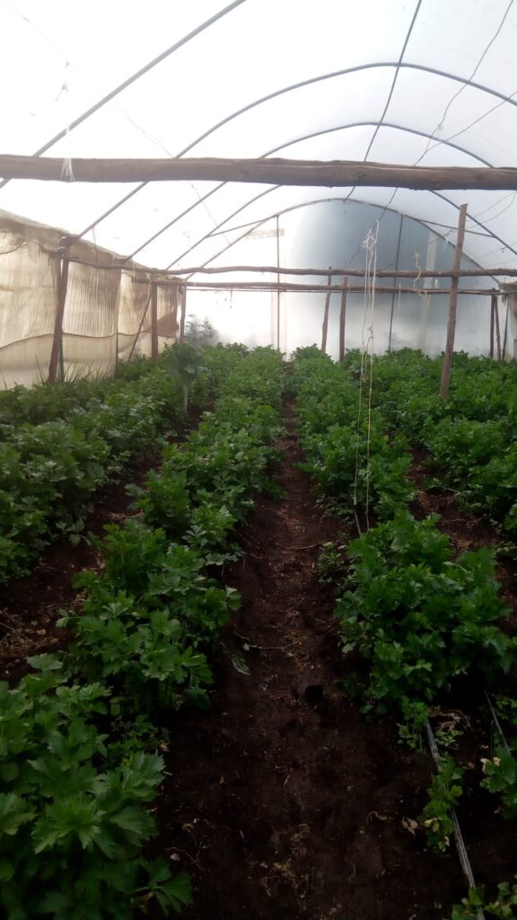celery greenhouse