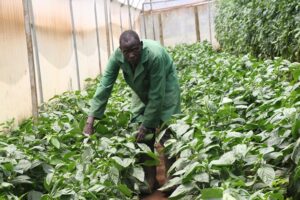 coffees seedlings