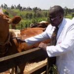 ecf vaccination