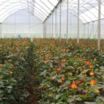 flower council