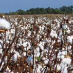 gm cotton