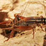 icipeScapsipedus Magara et al cricket