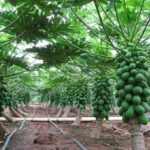 pawpaw 40 fruits