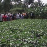 soy bean vihiga