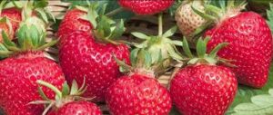 strawberry