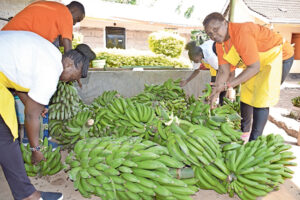 green bananas