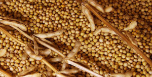 soya bean meal