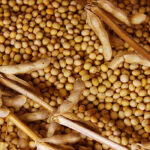 soya bean meal
