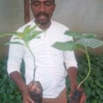 Ndungu holding seedlings