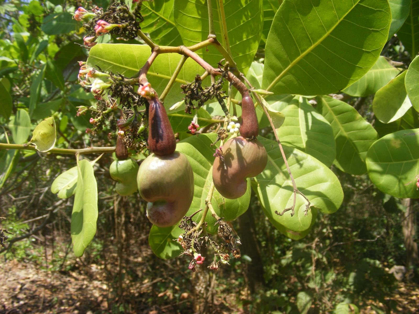 cashew nut tree unripe nuts
