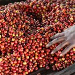 coffee beans