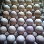fertilised eggs