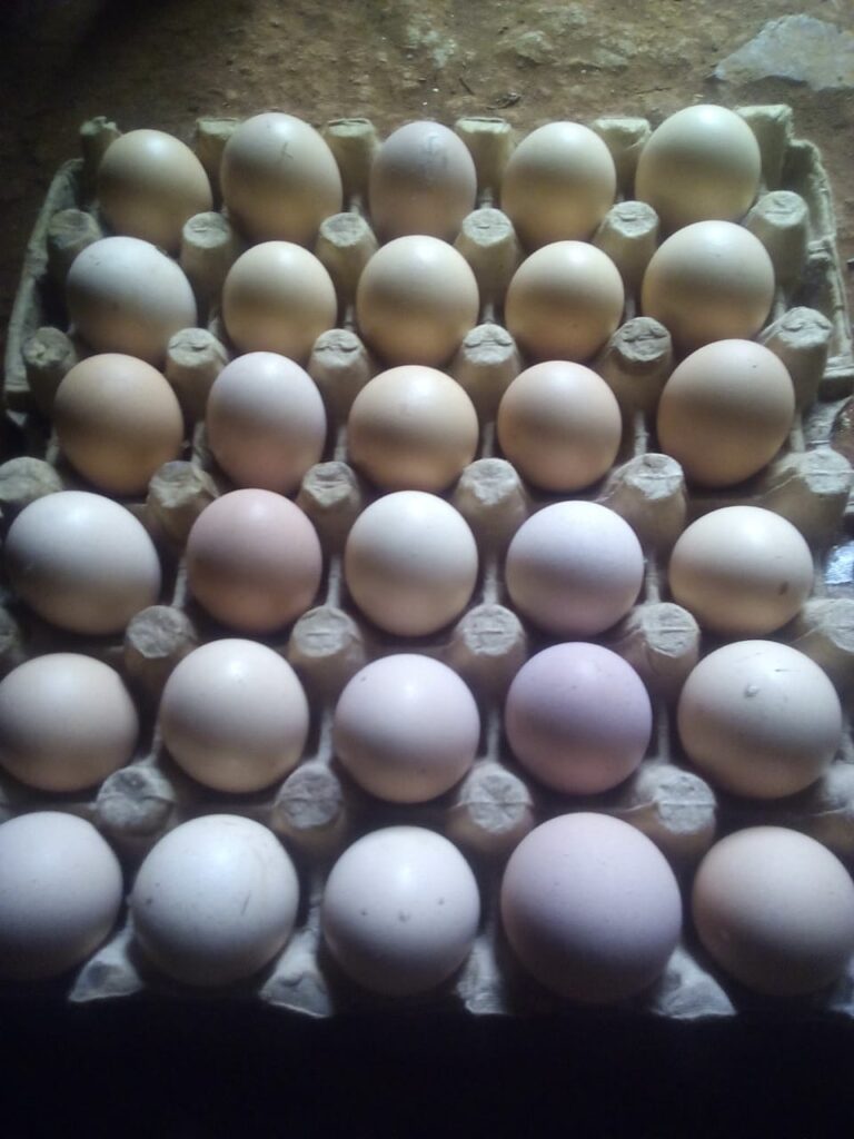 fertilised eggs