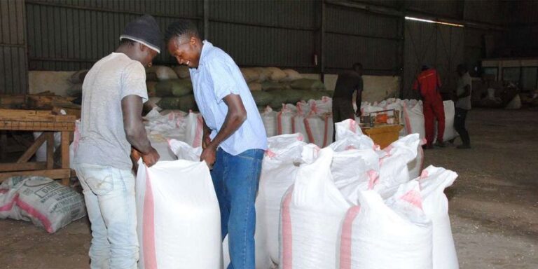 maize packing