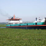 water hyacinth victoria