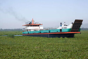 water hyacinth victoria