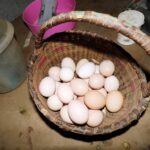 Eggs