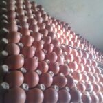 eggs on display