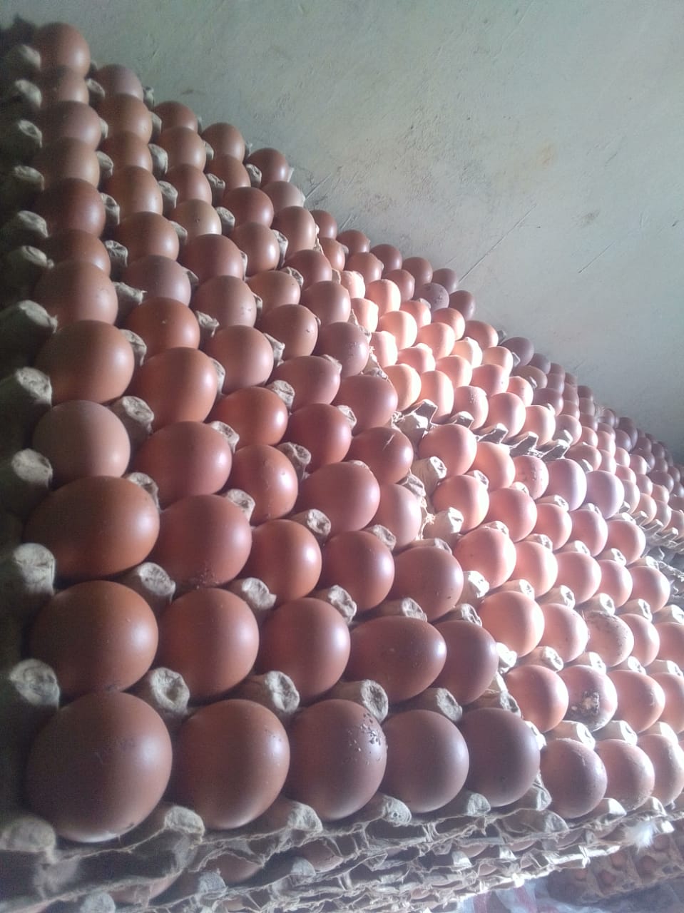 eggs on display