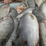 fish chinese
