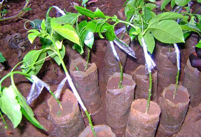 grafted passion fruit seedlings kenya