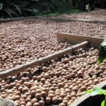 macadamia nutt