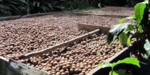 macadamia nutt