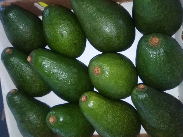 packed avocado fruits